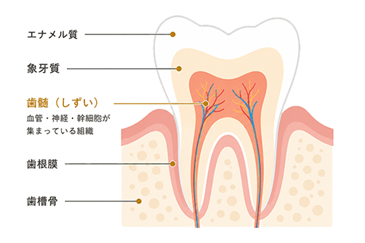 teeth