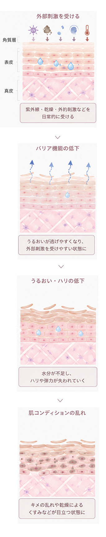 skin