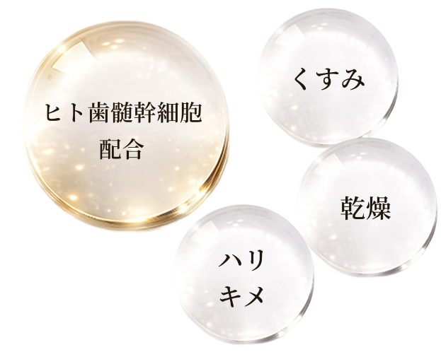 ヒト歯髄幹細胞/くすみ/乾燥/ハリキメ