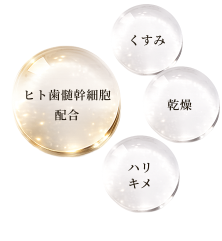 ヒト歯髄幹細胞/くすみ/乾燥/ハリキメ